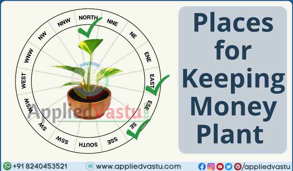 Vastu for Money plants - Vastu shastra for money Plant - Directions of money Plants as per vastu